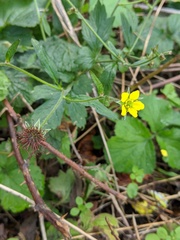 Geum urbanum