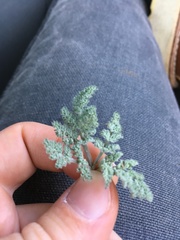 Lomatium foeniculaceum