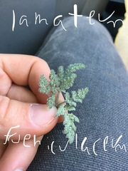 Lomatium foeniculaceum