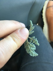 Lomatium foeniculaceum