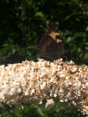 Aglais urticae