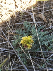 Lomatium foeniculaceum