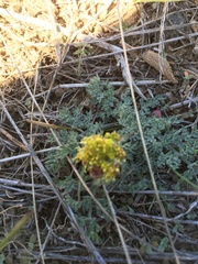 Lomatium foeniculaceum
