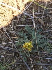 Lomatium foeniculaceum