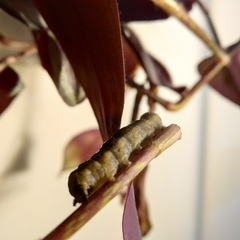 Mamestra brassicae