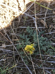 Lomatium foeniculaceum