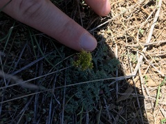 Lomatium foeniculaceum