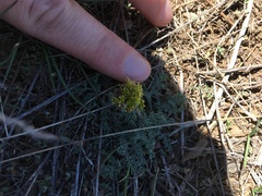 Lomatium foeniculaceum