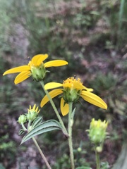 Helianthus smithii