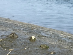 Limosa