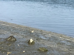Limosa