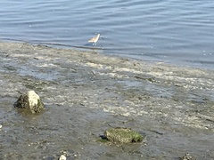 Limosa