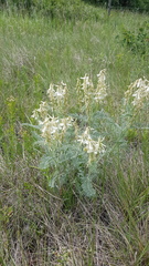 Astragalus canadensis