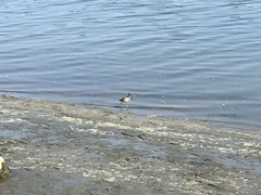 Limosa