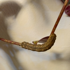 Mamestra brassicae