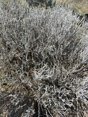 Tetradymia canescens