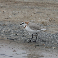 Charadrius pallidus