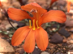 Tritonia watermeyeri