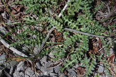 Pedicularis centranthera