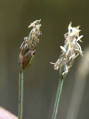 Eleocharis coloradoensis