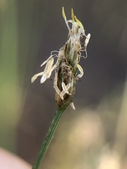 Eleocharis coloradoensis