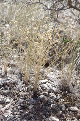 Frasera albomarginata