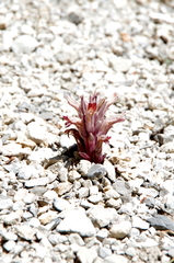 Aphyllon corymbosum