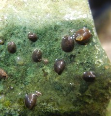 Ancylus fluviatilis