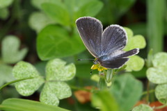 Pseudozizeeria maha