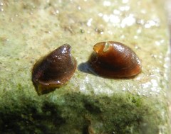 Ancylus fluviatilis
