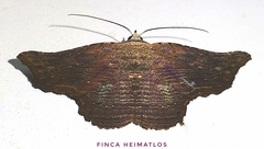 Tyrissa perstrigata
