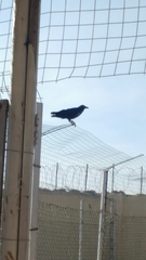 Corvus edithae