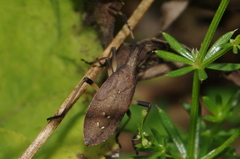 Dicranocephalus albipes