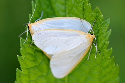 Delicate Cycnia Moth