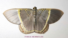 Phrygionis privignaria