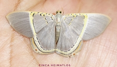 Phrygionis privignaria