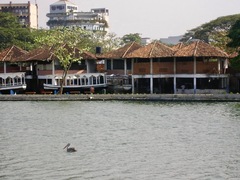 Pelecanus philippensis