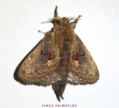 Labedera fuscicaudata