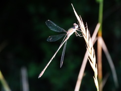 Chalcolestes viridis