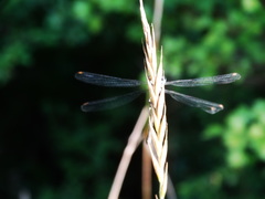 Chalcolestes viridis