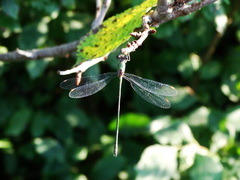Chalcolestes viridis