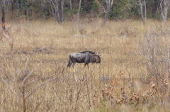 Connochaetes taurinus
