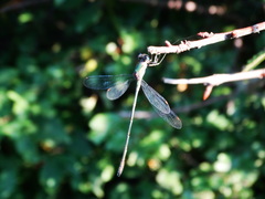 Chalcolestes viridis
