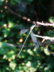 Chalcolestes viridis