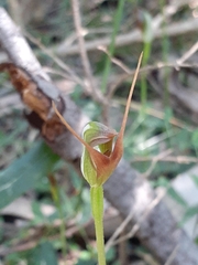 Pterostylis erecta