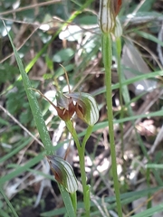Pterostylis erecta