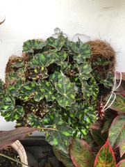 Begonia bowerae