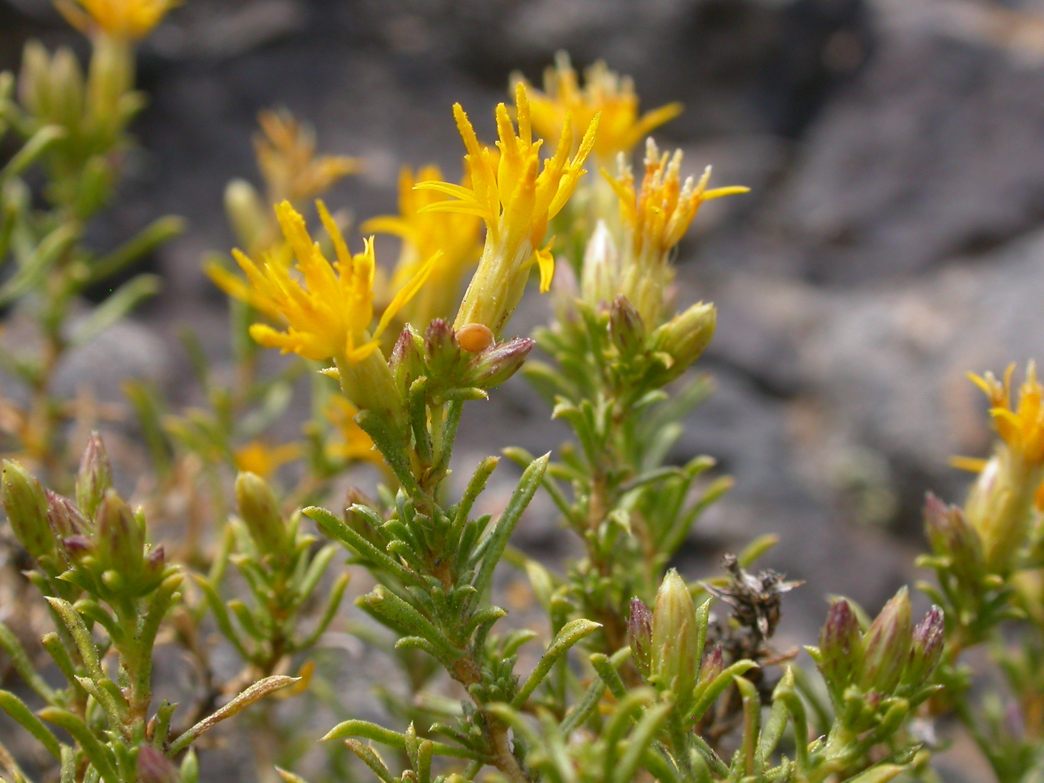 Ericameria nana