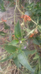 Solanum corymbosum