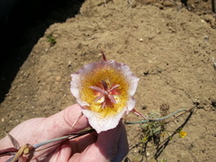 Calochortus plummerae